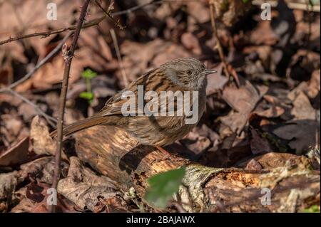 Dunnock, Prunella modularis, perché en hiver. Banque D'Images