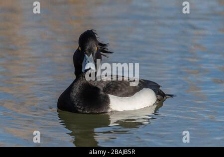 Canard toufté mâle, Aythya fuligula, au début du printemps, natation sur le lac côtier, Radipole, Dorset. Banque D'Images