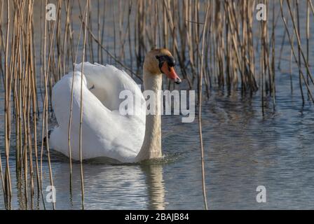 Mâle Mute cygne, Cygnus olor, natation le long du bord de reedbed, Dorset. Banque D'Images