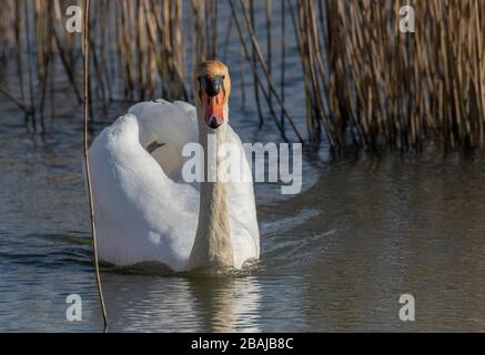 Mâle Mute cygne, Cygnus olor, natation le long du bord de reedbed, Dorset. Banque D'Images