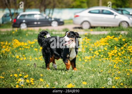 Chien de ferme bernois Berner Sennenhund Jouer en plein air printemps vert prairie avec des fleurs jaunes. Animal ludique à l'extérieur. Chien de bétail bernois Banque D'Images