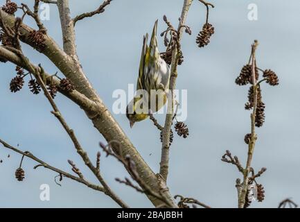 Siskin mâle, Spinus spinus, se nourrissant sur des cônes d'aulne fin hiver. Hampshire. Banque D'Images