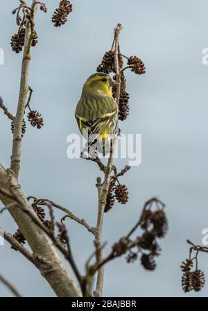 Siskin mâle, Spinus spinus, se nourrissant sur des cônes d'aulne fin hiver. Hampshire. Banque D'Images