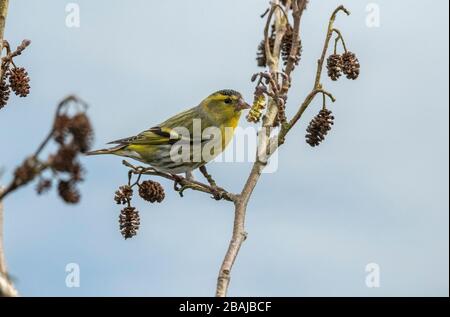 Siskin mâle, Spinus spinus, se nourrissant sur des cônes d'aulne fin hiver. Hampshire. Banque D'Images