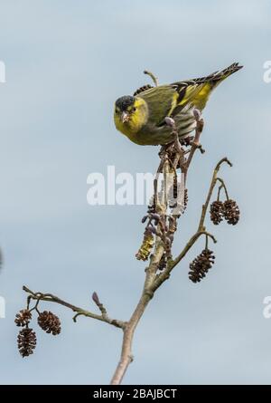 Siskin mâle, Spinus spinus, se nourrissant sur des cônes d'aulne fin hiver. Hampshire. Banque D'Images