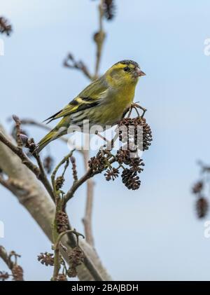 Siskin mâle, Spinus spinus, se nourrissant sur des cônes d'aulne fin hiver. Hampshire. Banque D'Images