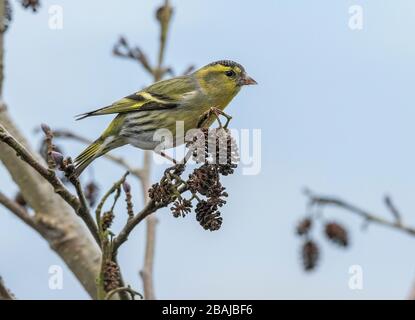 Siskin mâle, Spinus spinus, se nourrissant sur des cônes d'aulne fin hiver. Hampshire. Banque D'Images