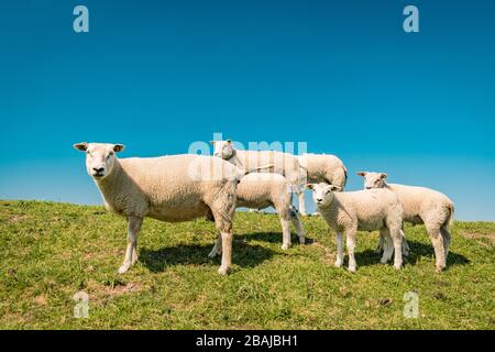 Moutons néerlandais sur la digue pendant le printemps aux Pays-Bas Flevoland Noordostpolder, moutons et lams sur le pré des terres agricoles de la digue Banque D'Images