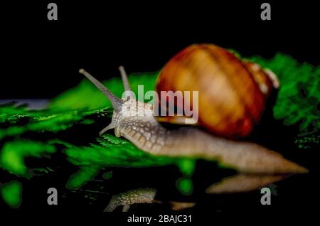 Schnecke - Weinbergschnecke - Burgunderschnecke Banque D'Images