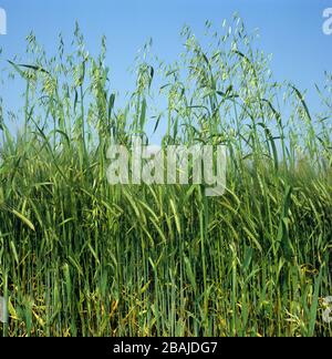 Avoine sauvage (Avena fatua) herbe arable annuelle herbacée pointes de floraison dans la récolte d'orge dans l'oreille verte Banque D'Images