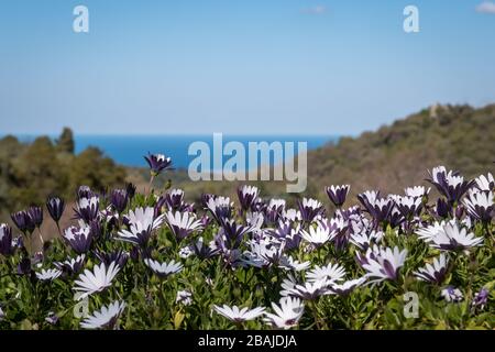 Daisies violettes méditerranéennes bleues et blanches (Dimorphotheca ecklonis) éclairées à la lumière du soleil avec la mer Méditerranée bleue et le ciel bleu au loin Banque D'Images
