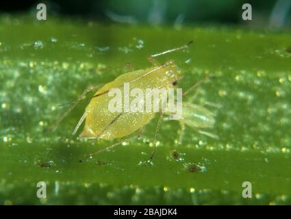 Puceron de menthe (ovatus crataegarius) femelle adulte sur la feuille de menthe (Mentha sp.) Banque D'Images