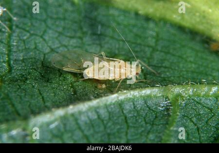 Hazel aphid ou filbert aphid (Myzocallis coryli) aphid, adulte ailé sur la feuille de hazel (Corylus avellana) Banque D'Images