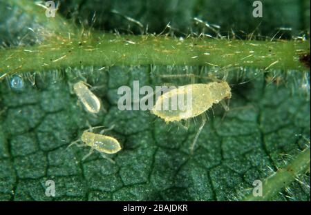 Hazel aphid ou filbert aphid (Myzocallis coryli) adulte et immatures sur la feuille de noisette (Corylus avellana) Banque D'Images