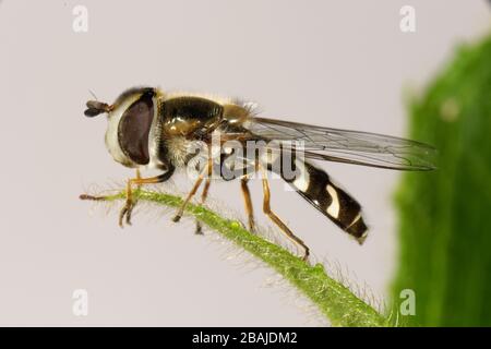 Un prédateur adulte de l'aéroglisseur à pied (Scaeva pyrastri) sur une feuille, Devon, juillet Banque D'Images