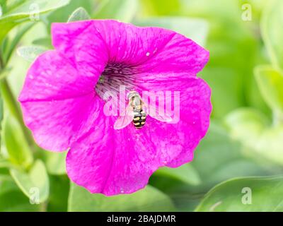 Gros plan de pollen d'abeilles provenant d'une fleur de pétunia rose. Belles couleurs et image d'arrière-plan de cette grande abeille volant dans le centre de Banque D'Images