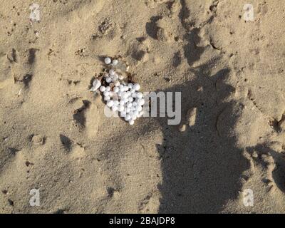 Granulés de plastique polluant blanc ou entretien déposés sur une plage de sable dans le golfe Arabique, Abu Dhabi Banque D'Images