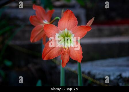 Gros plan sur la fleur d'Hippeastrum orange (Hippeastrum puniceum), prise avec fond flou, Kerala, Inde Banque D'Images