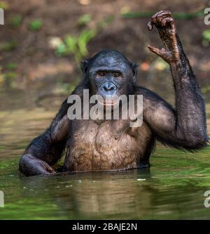 Bonobo dans l'eau. Habitat naturel. Le Bonobo ( Pan paniscus), appelé le chimpanzé pygmée. République démocratique du Congo. Afrique Banque D'Images