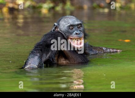 Sourire Bonobo dans l'eau. Habitat naturel. Le Bonobo ( Pan paniscus), appelé le chimpanzé pygmée. République démocratique du Congo. Afrique Banque D'Images