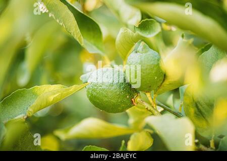 Deux fruits de citron sur l'arbre vert. Gros plan. Banque D'Images