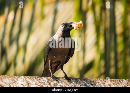 Goa, Inde. Maison Crow assis sur Crossbar avec un morceau de poulet à Beak. Banque D'Images