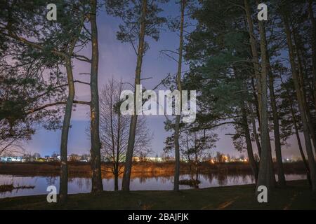 Biélorussie, Europe de l'est. Campagne nocturne Paysage avec forêt de pins en pleine croissance sur la côte de la rivière. Bois de conifères en début de soirée de printemps. Nature russe. Banque D'Images