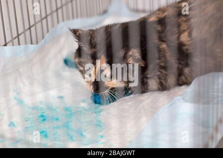 Chat dans une cage dans une clinique vétérinaire après la chirurgie Banque D'Images