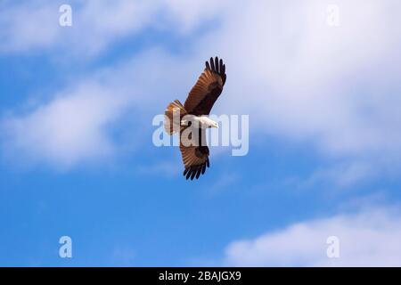 Faucon rouge en avion dans le ciel. Banque D'Images