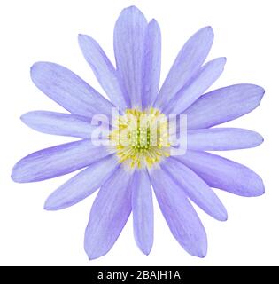 Jolie Anemone (Daisy, Windröschen) isolée sur fond blanc, y compris le chemin de découpe. Allemagne Banque D'Images