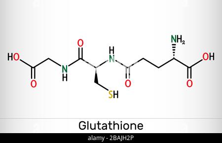 Glutathion, GSH, molécule C10H17N3O6S. C'est un antioxydant important dans les plantes, les animaux et certaines bactéries. Formule chimique structurelle. Vecteur illus Illustration de Vecteur