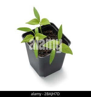 Pot de plantes en plastique avec des semis de poivron rouge isolés sur fond blanc Banque D'Images