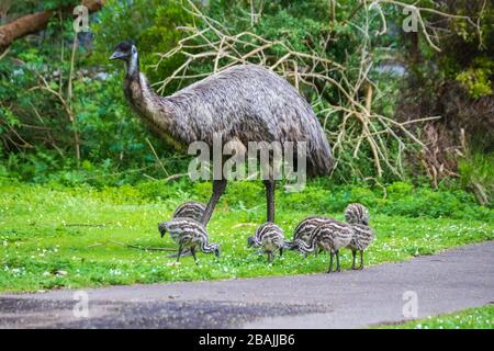 Une famille EMU dans la réserve Tower Hill, Australie Banque D'Images