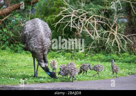 Une famille EMU dans la réserve Tower Hill, Australie Banque D'Images