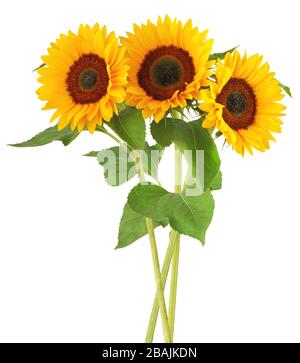 Trois magnifiques tournesols (Helianthus annuus) isolés sur fond blanc, y compris le chemin d'écrêtage. Allemagne Banque D'Images