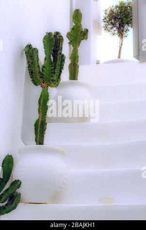 Marches blanches menant à une terrasse et cactus en pot de fleurs, Santorin, Grèce Banque D'Images