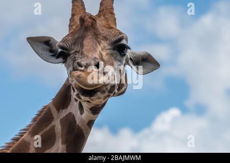 Zoo de Taronga de Sydney, Australie Banque D'Images