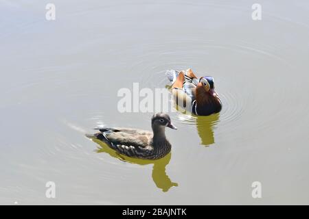 Vienne, Autriche. 28 mars 2020. Le beau temps printanier conduit de nombreuses personnes dans l'ouverture, malgré les restrictions de sortie. La photo montre le canard mandarin (Aix galericulata) dans le Lainzer Tiergarten à Vienne. Crédit: Franz PERC / Alay Live News Banque D'Images