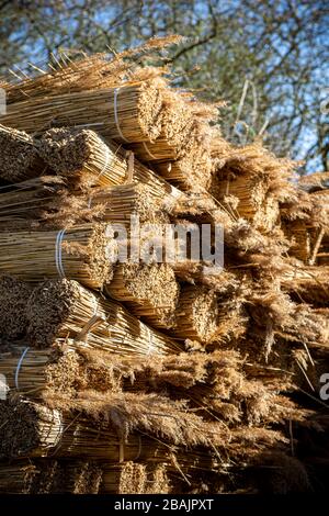 Roseau de blé peigné,Nuch.thatched Roof Photos, toit Photos, réparation de photos, Photos de ferme, Photos de l'industrie de la construction, Photos de travail, Pays-Bas Banque D'Images