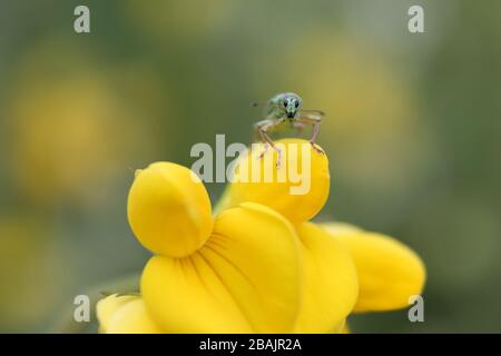 Minuscule insecte vert sur la fleur jaune et regardant l'appareil photo Banque D'Images