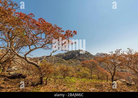 Floraison de Msasa vu dans les montagnes de Chimaniani au Zimbabwe. Banque D'Images