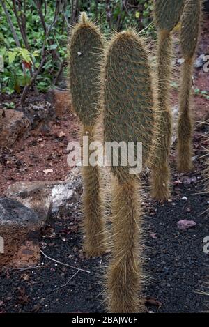 Opuntia megasperma se développe près de la baie de Tortuga à Santa Cruz, l'une des îles Galapagos. Banque D'Images