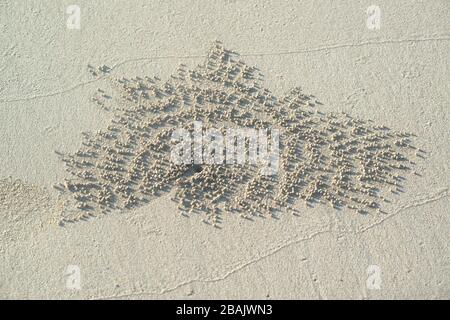 Les trous des crabes sur le sable de la plage. Banque D'Images