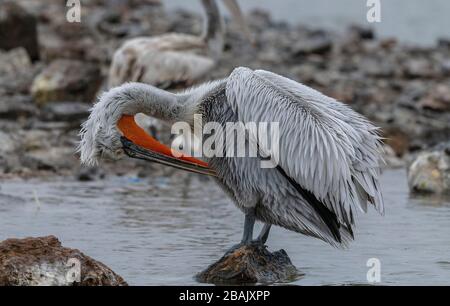 Pélican dalmatien, Pelecanus crispus, en plumage de reproduction, perché sur le rocher, lac Kerkini, Grèce. Fin de l'hiver. Banque D'Images