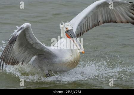 Dalmatien Pelican, Pelecanus crispus, atterrissage à la surface du lac Kerkini, Grèce. Banque D'Images