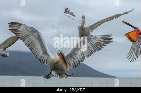 Pélicans dalmatiens, Pelecanus crispus, en plumage de reproduction, en vol, au lac Kerkini, Grèce. Fin de l'hiver. Banque D'Images