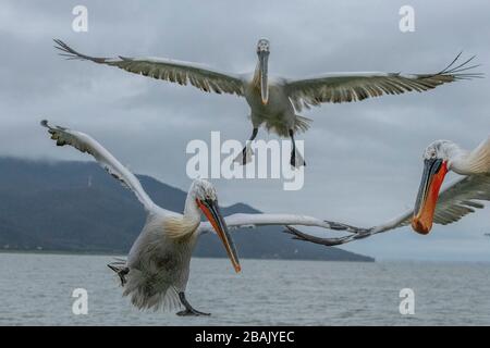 Pélicans dalmatiens, Pelecanus crispus, en plumage de reproduction, en vol, au lac Kerkini, Grèce. Fin de l'hiver. Banque D'Images
