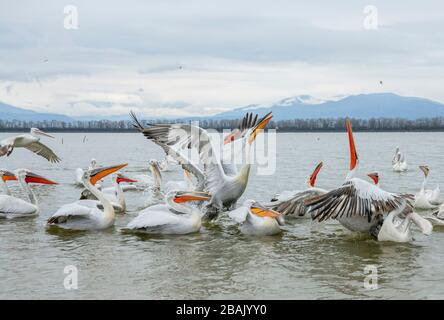 Groupe de pélicans dalmatiens, Pelecanus crispus, dans l'alimentation de la frénésie, la lutte pour le poisson, sur Kerkini, Grèce. Fin de l'hiver. Banque D'Images