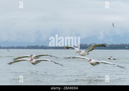 Pélicans dalmatiens, Pelecanus crispus, en plumage de reproduction, en vol, au lac Kerkini, Grèce. Fin de l'hiver. Banque D'Images