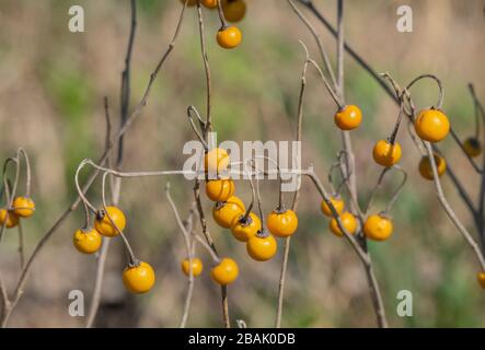 Baies jaunes de nightShade, Solanum villosum, en hiver, Grèce. Banque D'Images